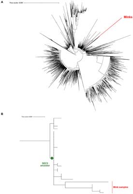 SARS-CoV-2 Outbreak on a Spanish Mink Farm: Epidemiological, Molecular, and Pathological Studies